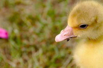 Image showing The small yellow goose on the grass.