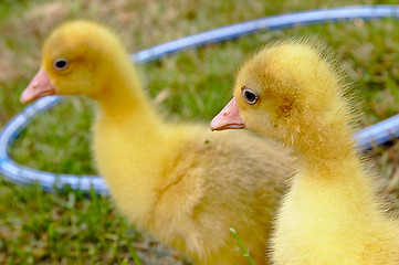 Image showing Yellow goose on the grass.