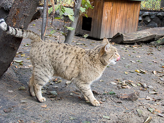 Image showing Steppe wild cat