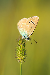 Image showing Butterfly on a stalk of grass.