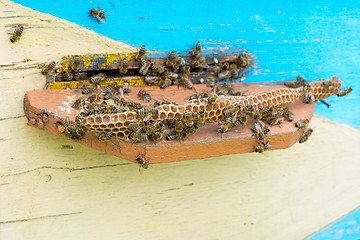 Image showing Bees at the entrance to the hive.