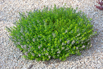 Image showing Small green bush.