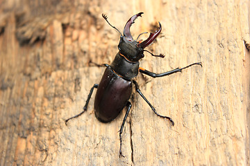 Image showing Stag Beetle