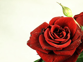 Image showing True red rose. Slightly damaged petals.
