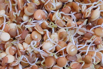 Image showing Soya Seedlings