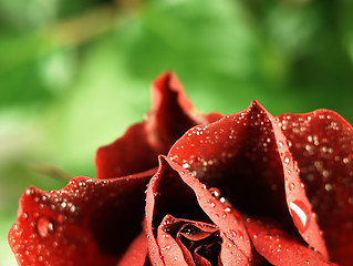 Image showing Red rose with dew drops on the petals.