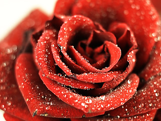 Image showing Red rose with dew drops on the petals.