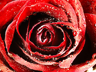 Image showing Red rose with very close. Dew on the petals.