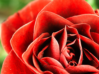 Image showing Red rose with dew drops on the petals.