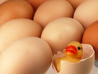 Image showing Yellow duck comes from a broken egg.