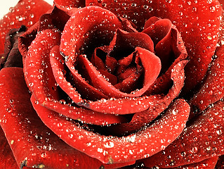Image showing Red rose with dew drops on the petals.