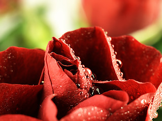 Image showing Red rose with dew drops on the petals.