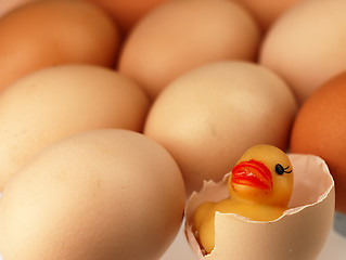 Image showing Yellow duck comes from a broken egg.