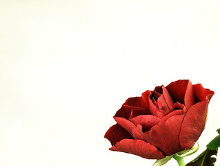 Image showing Red rose on a white background.