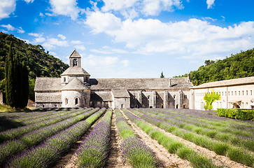 Image showing Lavander field