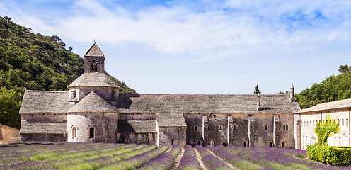 Image showing Lavander field