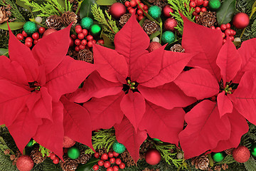 Image showing Poinsettia Flower Display