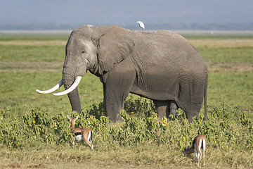 Image showing Male African Elephant