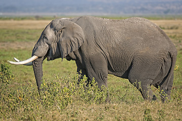 Image showing Male African Elephant