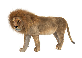 Image showing Male Lion