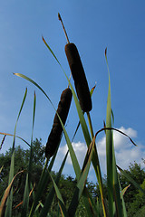 Image showing bulrush