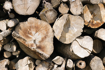 Image showing Stacked and chopped tree trunks