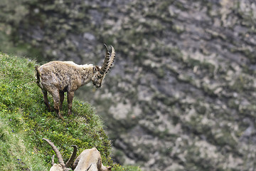 Image showing Alpine ibex