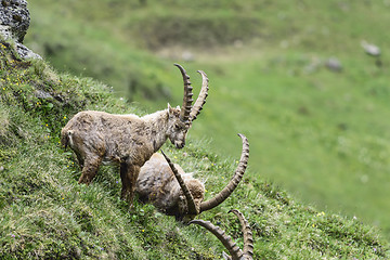 Image showing Alpine ibex