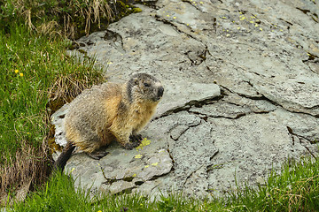 Image showing Alpine marmot