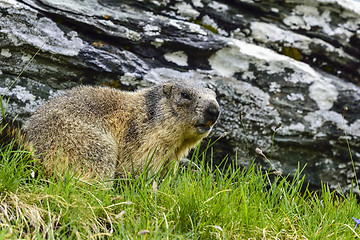 Image showing Alpine marmot