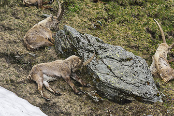 Image showing Alpine ibex