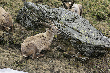 Image showing Alpine ibex