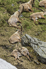 Image showing Alpine ibex
