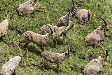 Image showing Alpine ibex