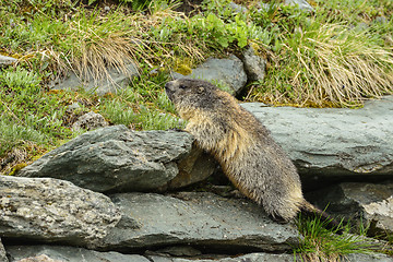 Image showing Alpine marmot