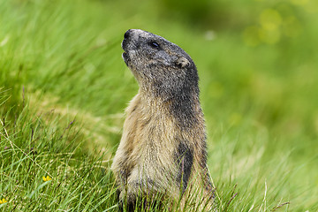 Image showing Alpine marmot