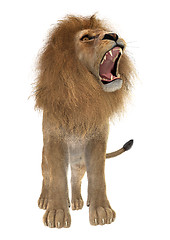 Image showing Male Lion