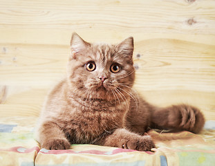 Image showing portrait of british kitten