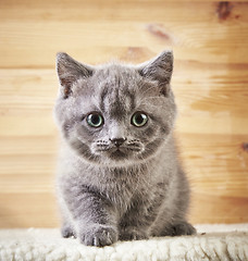 Image showing portrait of british kitten