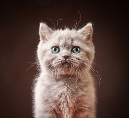 Image showing portrait of british kitten