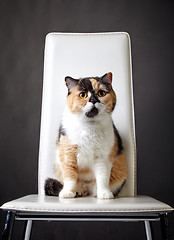 Image showing portrait of british cat