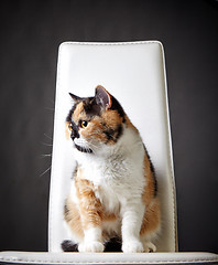 Image showing portrait of british cat