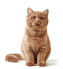 Image showing portrait of british kitten