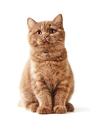 Image showing portrait of british kitten