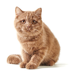 Image showing portrait of british kitten