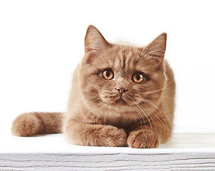 Image showing portrait of british kitten