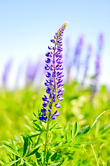 Image showing Blooming lupine 