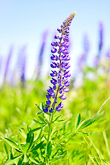 Image showing Blooming lupine 