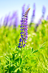 Image showing Blooming lupine 