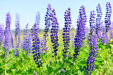 Image showing Blooming lupine 